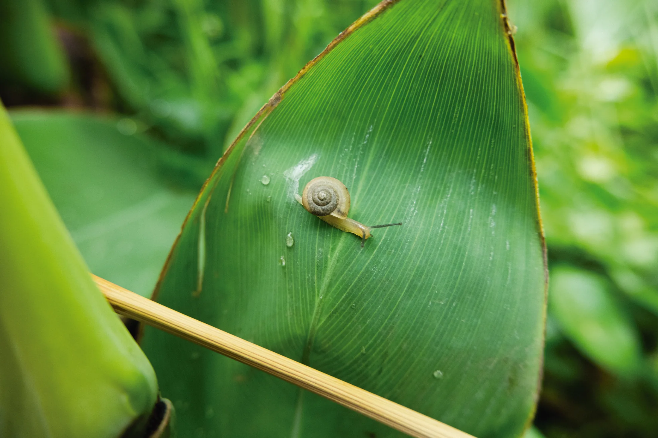 秀湖微明，叶片上的蜗牛